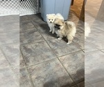 Small #2 Pomeranian