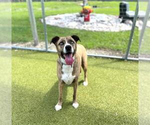 Catahoula Leopard Dog-Unknown Mix Dogs for adoption in Naples, FL, USA