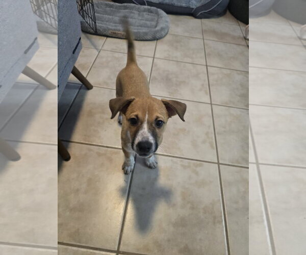 Medium Photo #5 Jack Russell Terrier-Parson Russell Terrier Mix Puppy For Sale in Sanford, FL, USA