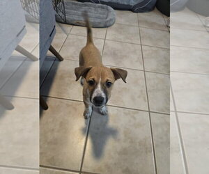Freddy FH - Female Jack Russell Terrier-Parson Russell Terrier Mix Dog for Adoption - Photo #5