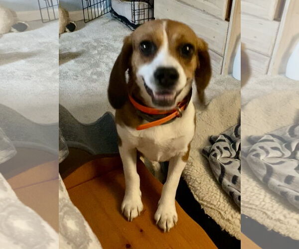 Medium Photo #4 Beagle Puppy For Sale in Chesapeake, VA, USA