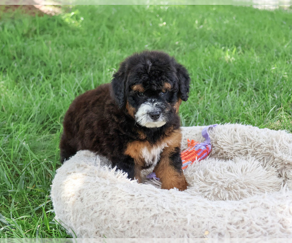 Medium Photo #4 Bernedoodle (Miniature)-Saint Berdoodle Mix Puppy For Sale in SYRACUSE, IN, USA