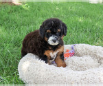 Small #3 Bernedoodle (Miniature)-Saint Berdoodle Mix