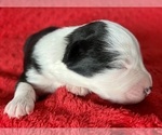 Small #5 Australian Shepherd