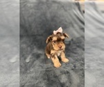 Small #4 Yorkshire Terrier