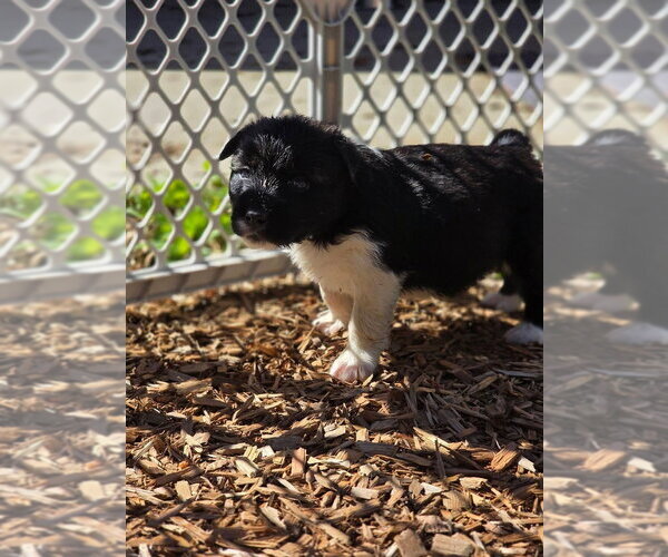 Medium Photo #2 Siberian Husky-Unknown Mix Puppy For Sale in Bellingham, WA, USA