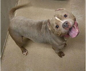 American Pit Bull Terrier Dogs for adoption in Decatur, IL, USA