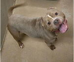 Small American Pit Bull Terrier