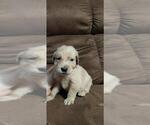 Small Photo #8 Golden Retriever Puppy For Sale in DAVENPORT, FL, USA