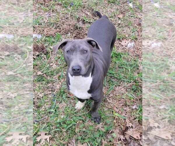 Medium Photo #11 Mutt Puppy For Sale in Abbeville, LA, USA