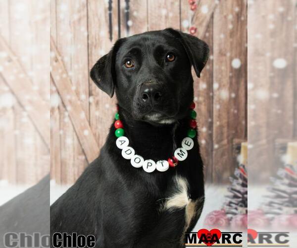 Medium Photo #8 Labrador Retriever-Unknown Mix Puppy For Sale in Maryville, TN, USA