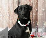 Small Photo #8 Labrador Retriever-Unknown Mix Puppy For Sale in Maryville, TN, USA