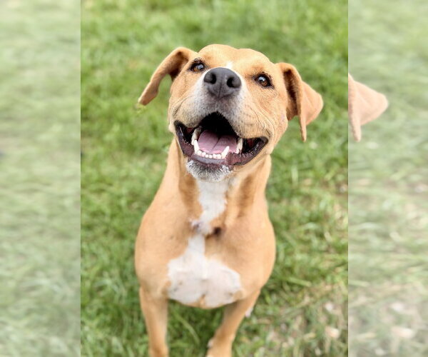 Medium Photo #2 Mutt Puppy For Sale in Manahawkin, NJ, USA