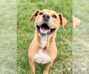 Cookie - Female Mutt Dog for Adoption - Photo #2