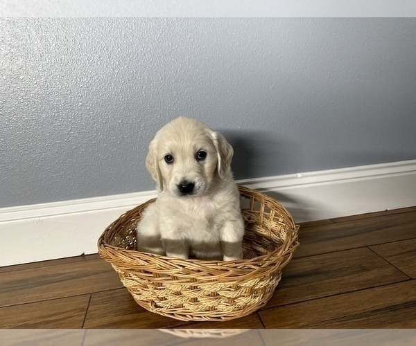 Medium Photo #3 Golden Retriever Puppy For Sale in SIOUX FALLS, SD, USA
