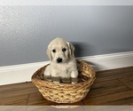 Small Photo #3 Golden Retriever Puppy For Sale in SIOUX FALLS, SD, USA