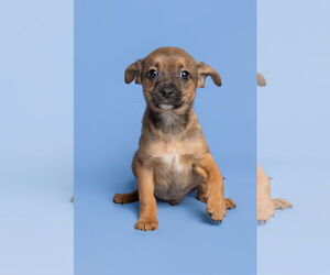 Chihuahua-Unknown Mix Dogs for adoption in McKinney, TX, USA