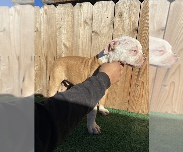 Medium Photo #4 American Bulldog Puppy For Sale in RIVERSIDE, CA, USA