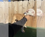 Small Photo #4 American Bulldog Puppy For Sale in RIVERSIDE, CA, USA