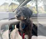 Bentley - Male Shih Tzu-Unknown Mix Dog for Adoption - Small photo