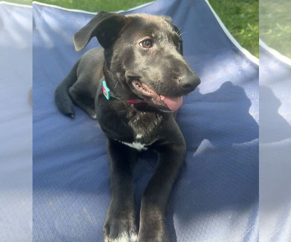 Medium Photo #32 Labrador Retriever-Unknown Mix Puppy For Sale in OKLAHOMA CITY, OK, USA