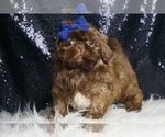 Small #4 Shih Tzu