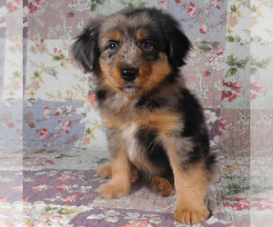 Miniature Australian Shepherd Puppy for sale in HARRISON, OH, USA