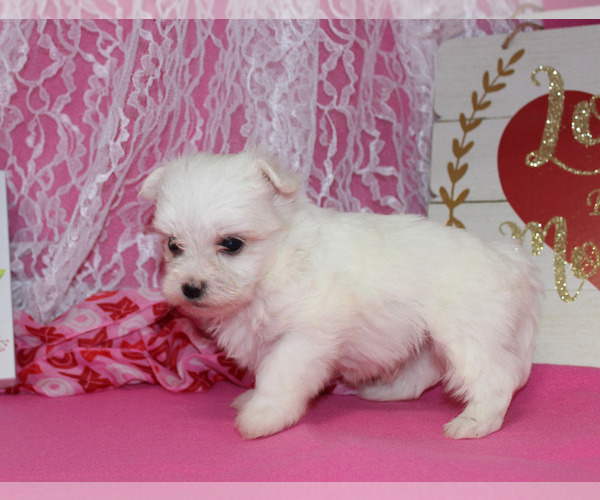 Medium Photo #12 Maltese Puppy For Sale in CHANUTE, KS, USA