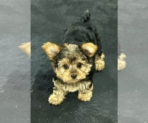 Morkie Puppy for sale in CASSVILLE, MO, USA