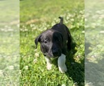 Small #1 American Pit Bull Terrier