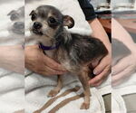 Small #2 Chihuahua Mix
