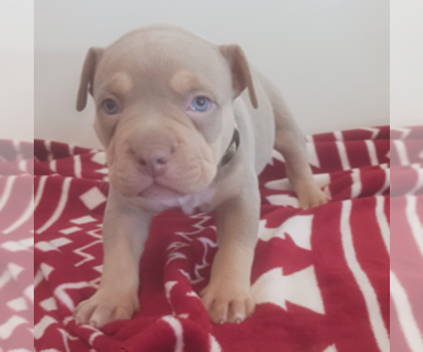 Medium Photo #1 American Bully Puppy For Sale in CAMBRIDGE, IL, USA