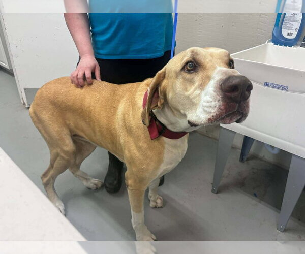 Medium Photo #3 Great Dane Puppy For Sale in Bullard, TX, USA