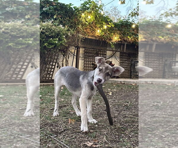 Medium Photo #1 Huskies -Unknown Mix Puppy For Sale in Dana Point, CA, USA