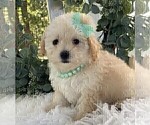 Small #9 Poodle (Toy)