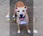 Small #5 Labrador Retriever Mix