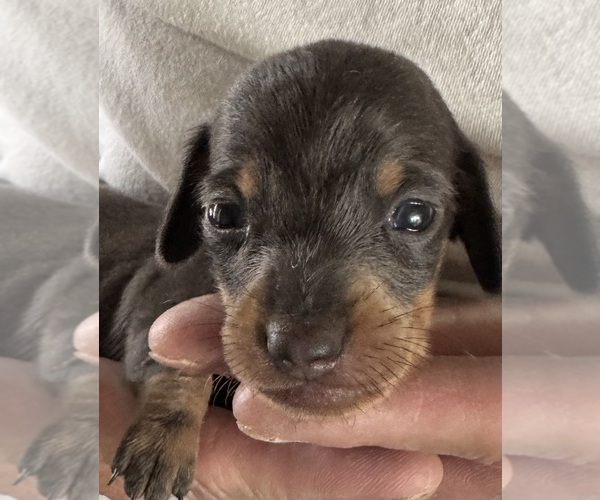 Medium Photo #4 Dachshund Puppy For Sale in COLORADO SPRINGS, CO, USA