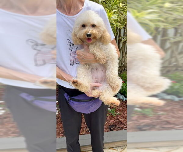 Medium Photo #5 Mutt Puppy For Sale in Weston, FL, USA