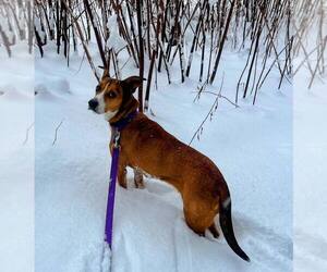 Mutt Dogs for adoption in Shelburne, VT, USA