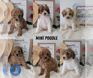 Poodle (Miniature) Litter for sale in GOSHEN, IN, USA