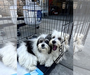 Lhasa Apso-Maltipoo Mix Puppy for sale in HIGHLAND, CA, USA