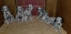 Small Photo #1 Dalmatian Puppy For Sale in DUVALL, WA, USA