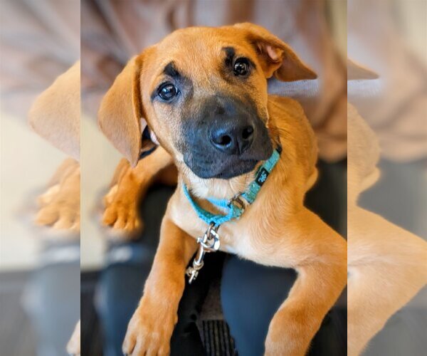Medium Photo #9 Mutt Puppy For Sale in Redmond, WA, USA