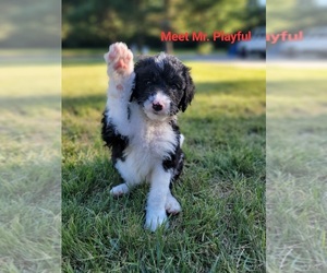 Bernedoodle Puppy for Sale in WEST SALEM, Illinois USA