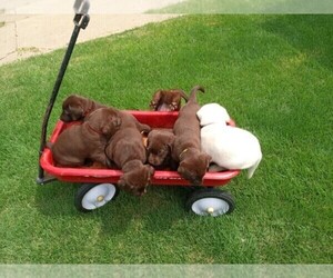 Labrador Retriever Puppy for sale in WASHINGTON, KS, USA