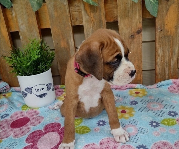 Medium Photo #41 Boxer Puppy For Sale in PORT ROYAL, PA, USA