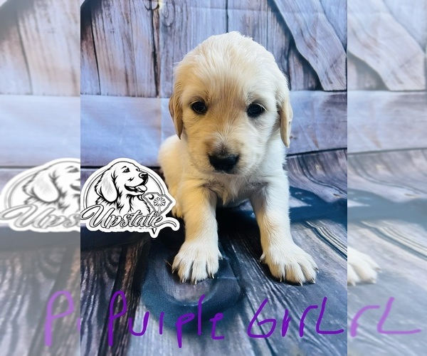 Medium Photo #4 Golden Retriever Puppy For Sale in BOILING SPGS, SC, USA