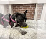 Small Photo #10 American Staffordshire Terrier Puppy For Sale in Sayreville, NJ, NJ, USA