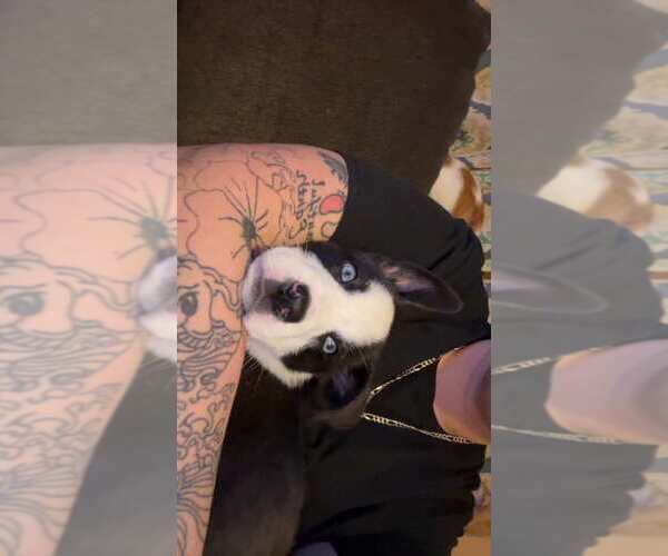 Medium Photo #2 Mutt Puppy For Sale in Evansville, IN, USA