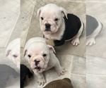 Small Photo #11 English Bulldog Puppy For Sale in WEEKI WACHEE, FL, USA